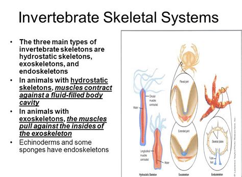 动物骨骼|图说骨骼系统(Skeletal system)·脊椎动物